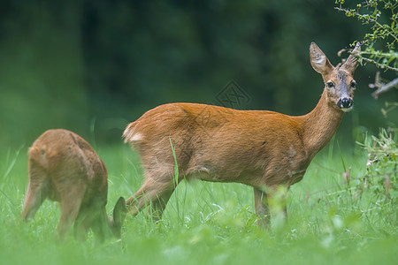 一只年轻的雌鹿 在青绿草地上栖息地森林女性自然男性毛皮警报喇叭小麦野生动物图片