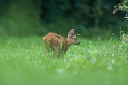 一只年轻的雌鹿 在青绿草地上森林鹿角毛皮自然小麦动物群捕食者耳朵女性场地背景图片