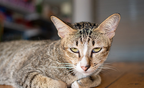 这只猫躺在木床上 看着摄像头图片