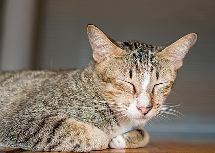 那只猫在木床上闭上眼睛 闭上眼睛图片