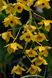 是亚洲原生的亚麻风植物或植物性兰花的一种物种图片