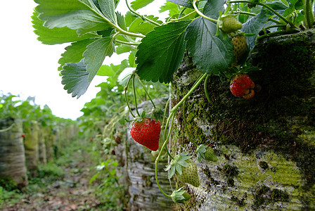 在草莓农场树枝上种植草莓水果种子饮食食物盘子衬套花园蔬菜营养植物宏观图片