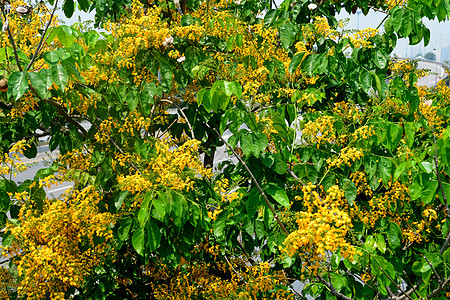 大型carpus 或缅甸帕杜植物植物学红木意志照片叶子紫檀木头制药生长图片