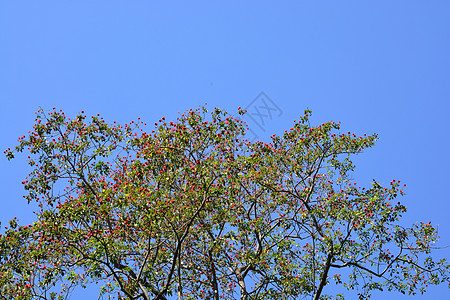 红丝棉树或的花朵 它是东亚和南亚流行的装饰树图片