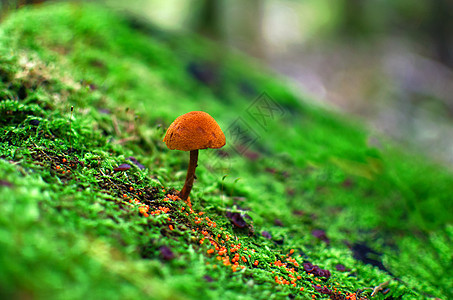 小蘑菇 在森林光线的苔中图片