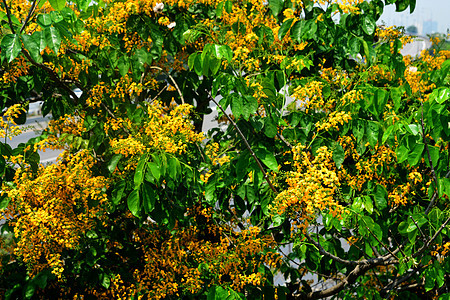 大型carpus 或缅甸帕杜植物群记号香气照片花园木头制药意志大果植物图片