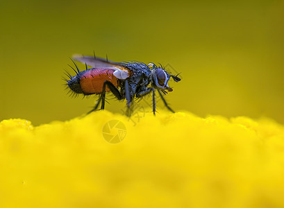 a 草原植物上的小黄蜂昆虫蜘蛛漏洞女士瓢虫动物甲虫害虫生物学季节眼睛图片