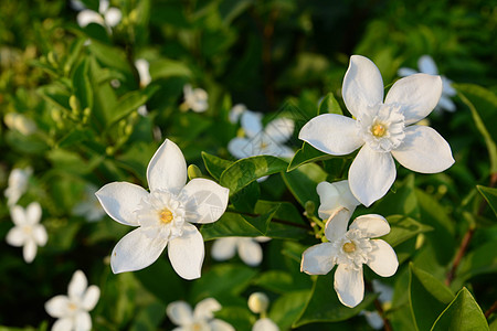 白因达花朵或莱提亚抗dysenterica花朵植物群植物学植物花园雪花荒野香味宏观季节园艺图片