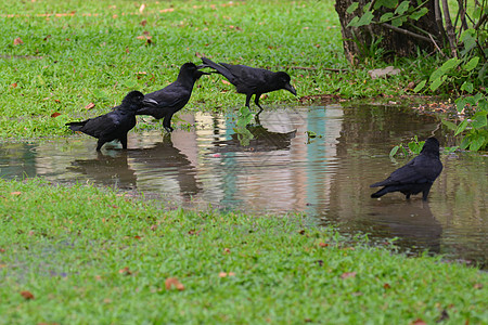 丛林乌鸦站在自然中的水面上图片