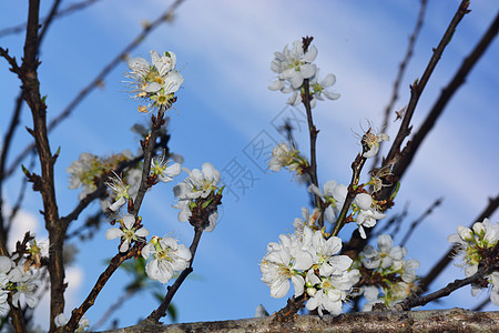 白中国羽花或日本杏子 韩国绿色李花生长植物群花瓣庆典植物绘画季节樱花花朵文化图片