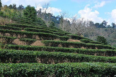 在山上种植茶叶潮红种植园绿地花园叶子公园茶园精品红茶图片