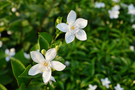 白因达花朵或莱提亚抗dysenterica花朵神经质热带季节雪花园艺灌木花园茉莉花荒野植物图片