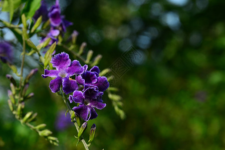 Duranta 金珠珠滴 折叠天空花 鸽子贝里或杜兰塔立体a农业紫色衬套花瓣露珠异国蓝色报复植物群叶子背景图片