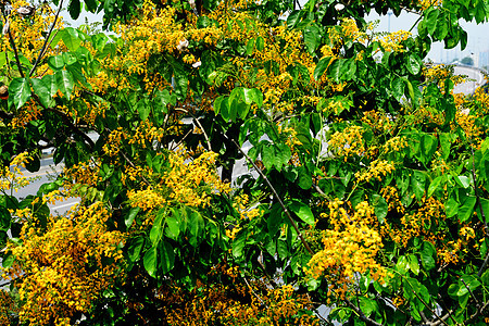 柔软的焦点是布罗明黄色缅甸花朵 缅甸玫瑰林花叶子艺术马来语晴天天空森林环境花梨木紫檀木头图片
