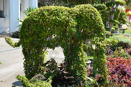 顶层花园 绿动物树丛创造的大象 风景设计叶子民众花园衬套植物学园艺绿化雕塑形状植物图片