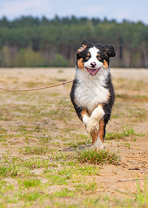 澳大利亚牧羊小狗跑步草地公园牧羊犬宠物犬类速度乐趣友谊快乐图片