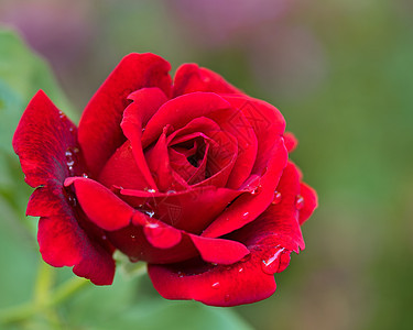 美丽的红玫瑰公园园艺阴影叶子植物群花园植被场地花瓣花束图片