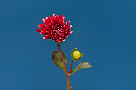 开花花达利娅花园宏观生活老化植物树叶大丽花香气植物学花瓣图片