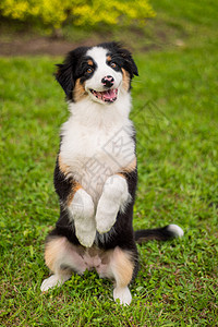 澳大利亚牧羊小狗宠物草地牧羊犬喜悦地鼠犬类命令公园乐趣训练图片