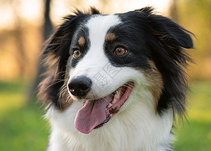 公园中的澳大利亚牧羊犬成人日落朋友犬类晴天宠物乐趣眼睛忠诚三色图片