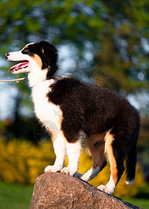 澳大利亚牧羊小狗活动公园跳板犬类牧羊犬快乐岩石动物友谊乐趣图片