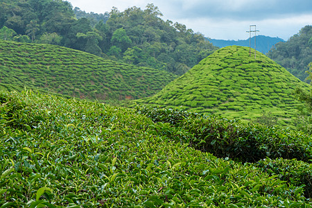 茶叶种植园卡梅伦谷 马来西亚高地的绿色山丘 茶叶生产 青茶绿灌木女孩土地场景植物收成农场太阳衬套女性农村图片