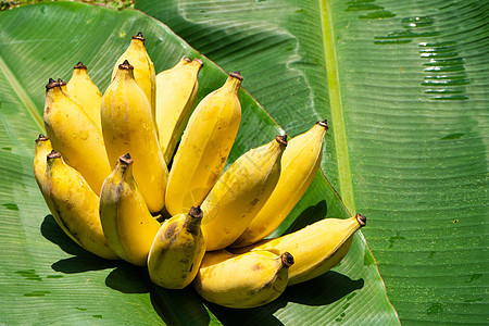 绿色香蕉叶上有一枝多汁的黄香蕉 果实丰盛的水果团体农业小吃热带叶子植物食物花园饮食茶点图片