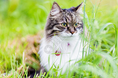 一只条毛猫坐在草地上看一眼眼睛哺乳动物头发猫科场景绿色专注动物宠物注意力图片