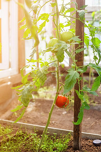 花园里的番茄 蔬菜园里有红番茄植物栽培绿色植物种植园生产收成农业温室叶子西红柿食物图片