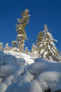 阳光明媚的冬天天下雪时树林 不列颠哥伦比亚曼宁公园冬季森林温度气候树木旅行云杉场景天气松树暴风雪蓝色图片