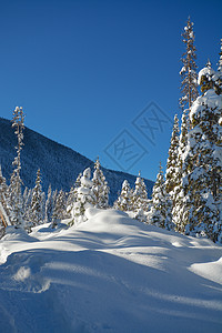 阳光明媚的冬天天下雪时树林 不列颠哥伦比亚曼宁公园冬季森林温度天气假期树木艺术云杉蓝色林地太阳气候图片