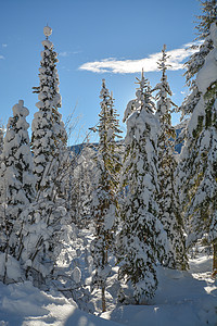 阳光明媚的冬天天下雪时树林 不列颠哥伦比亚曼宁公园冬季森林云杉假期林地天气树木季节水晶松树蓝色苔原图片