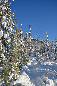 阳光明媚的冬天天下雪时树林 不列颠哥伦比亚曼宁公园冬季森林艺术场景暴风雪太阳水晶松树林地云杉季节假期图片