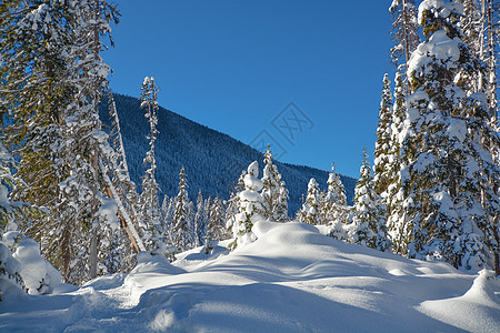 阳光明媚的冬天天下雪时树林 不列颠哥伦比亚曼宁公园冬季森林艺术水晶树木林地天气日落旅行蓝色场景假期图片