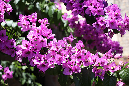 佛罗伦布的花朵金盏花科蓝色热带花瓣紫色植物学天空植物雌蕊植物群图片