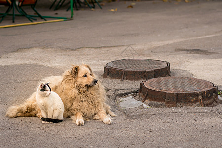 一只猫和一条狗坐在人行道上图片