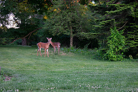 在郊区后院的草坪上 一只鹿食草后代警觉双胞胎草地手表毛皮动物园动物眼睛图片