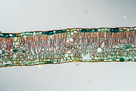 100x区交叉处的柳叶叶组织科学叶子树叶宏观植物植物学牧场组织学细胞图片