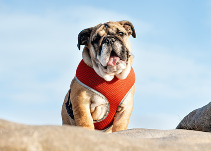 红色英国斗牛犬的狗狗在红帆上出去散步站动物斗牛犬哺乳动物宠物足迹棕色犬类小狗牛犬朋友图片