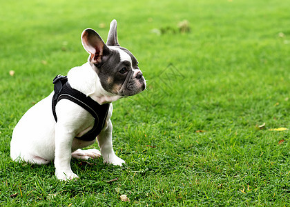 白色法国斗牛犬的小狗坐在草地上散步动物朋友哺乳动物感情运动友谊成人斗牛犬伴侣宠物图片