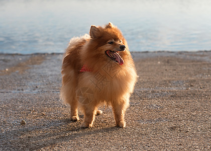 红斯皮兹波美拉尼亚人站在湖岸感情友谊修饰朋友动物宠物犬类小狗伴侣成人图片