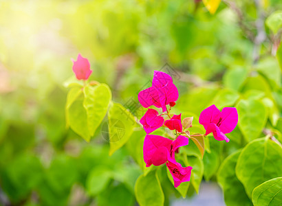 布干维尔粉红色热带花朵a花瓣植物学叶子紫色植物群宏观美丽植物花园图片