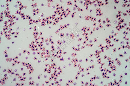带有细胞核200x的两栖血细胞科学生命放大镜药品青蛙动物命脉两栖果汁宏观图片