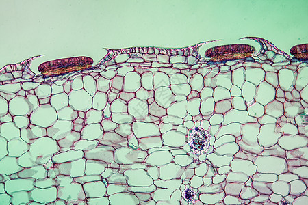 100x以上消化性腺的犁草叶细胞灌木消化腺放大镜食虫组织蓝色宏观植物图片