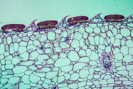 100x以上消化性腺的犁草叶放大镜宏观消化腺细胞食虫灌木蓝色组织植物图片