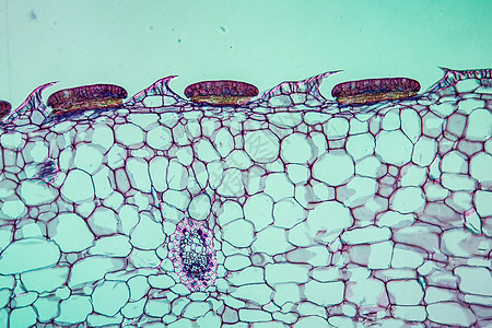 100x以上消化性腺的犁草叶消化腺蓝色植物灌木细胞宏观食虫组织放大镜图片