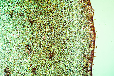 100x 横切区划的松木橡树森林花梗科学植物落叶橡木蓝色宏观果梗山毛榉图片