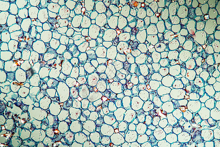 带干粉的格拉迪奥卢斯 横过100x科学根尖组织虹膜植物宏观剑花组织学蓝色细胞图片