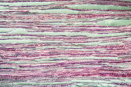 沿100x线的林树干放大镜切面红色组织学科学组织细胞宏观蓝色植物图片