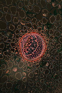 100x 横截面的括弧根暗场薄片宏观细胞植物学植物蕨类森林组织叶脉图片